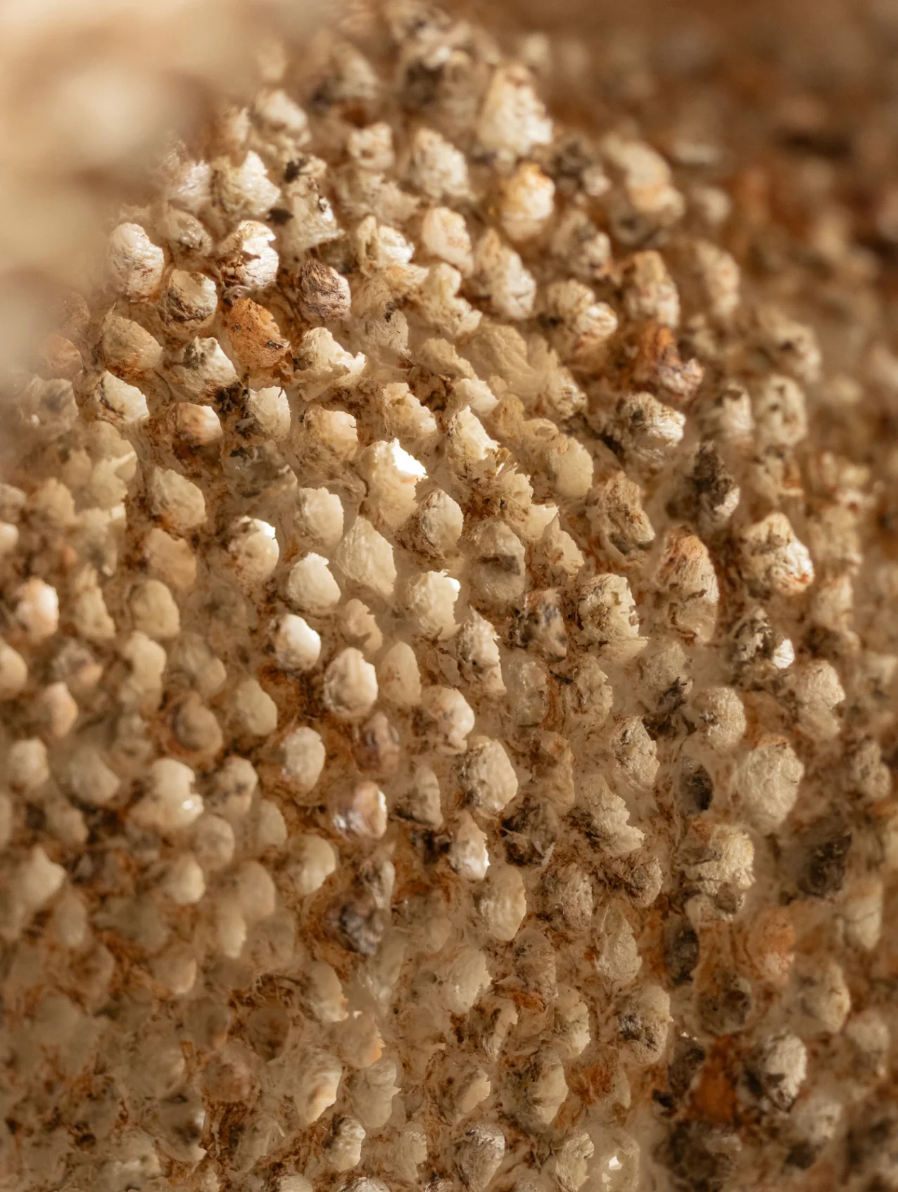 Amphoreas Spir - Image 4